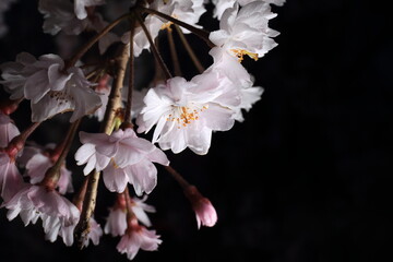 黒い背景と満開となった桜
