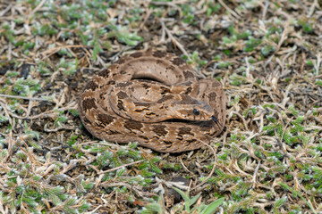 Rhombic night adder (Causus rhombeatus)	