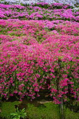 雨の後の一面に広がる芝桜