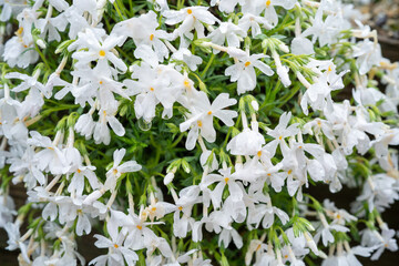 雨の後の白い芝桜