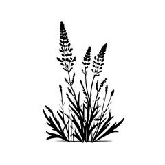 Fototapeta premium Lavender | Minimalist and Simple Silhouette - Vector illustration
