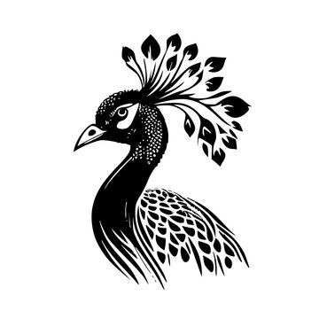 peacock - black and white isolated icon - vector illustration