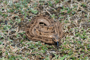 Rhombic night adder (Causus rhombeatus)	