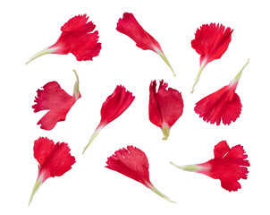 Red flower petals floral collection isolated on transparent white background