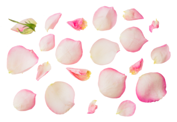 Pink flower petals floral collection isolated on transparent white background