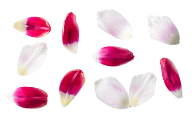 Red and white flower petals floral collection isolated on transparent white background