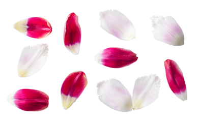 Red and white flower petals floral collection isolated on transparent white background