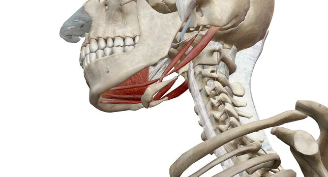 The lateral pterygoid muscle functions as the sole muscle of mastication to causes depression of the mandible.