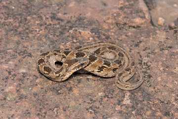 Rhombic night adder (Causus rhombeatus)	