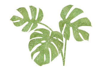 モンステラ © RIE