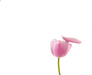 Flying petal, spring flower, pink tulips, isolated on white background
