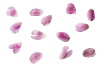 pink tulip petals on white background