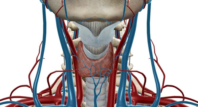 Thyroid is an important endocrine gland that makes and releases