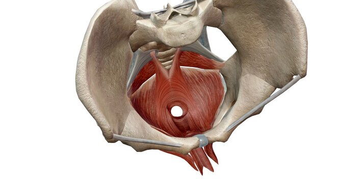 The pelvic floor muscles are located between the tailbone and th