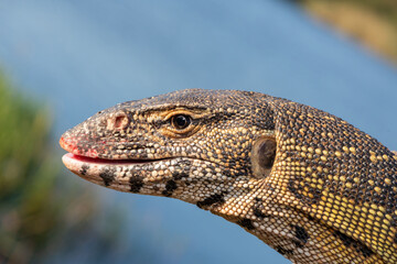 Nile monitor/ water monitor (Varanus niloticus)