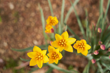 Obraz premium 튤립