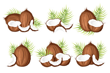 A set of coconuts.Coconut whole, half.Vector illustration of tropical coconut fruits with palm leaves.