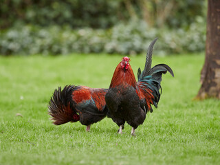 Two red brown roosters in grass of garden
