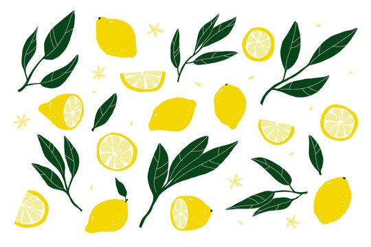 Lemon set. Hand-drawn lemons isolated on a white background. Slice, halves, whole fruit, leaves, flowers, seeds. Cartoon citrus tropical collection. Healthy food sign. Vector botanical illustration