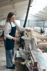 Woman Farmer in Apron Feeds the Goat with Hay in Barn. Rural Lifestyle, Natural Agriculture