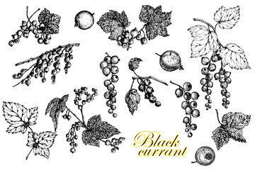 Black currant.Set. Leaves, branches and berries. Black and white sketch.Stock vector illustration. Hand drawing. Isolated on a white background.For the design of product packaging, labels