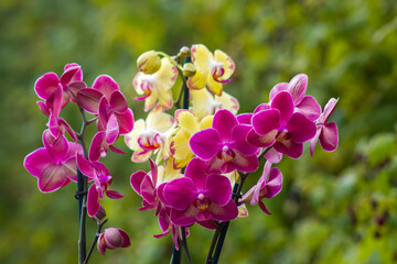 Beautiful orchid flowers - phalaenopsis