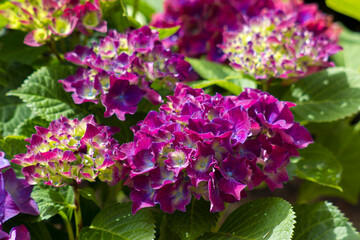 purple hortensia flowers in a garden