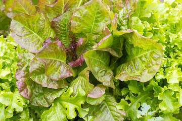 different kinds of lettuce