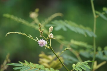 Mimosa pigra with natural background. Mimosa pigra, commonly known as the giant sensitive tree, (pigra, lazy, slow), is a species of the genus Mimosa, in the family Fabaceae.