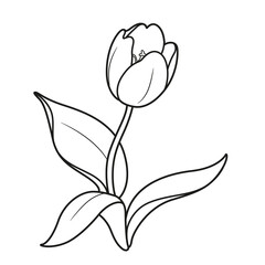 Blossoming tulip flower linear drawing isolated on white background