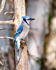 Blue Jay Photo and Image.  Close-up side view perched on a tree branch with a forest blur background in its environment and habitat surrounding. Jay Picture.