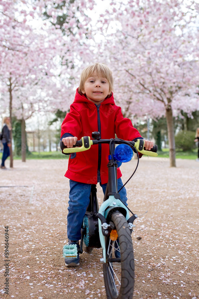 Poster Cute toddler child, boy riding bike in pink blooming sacura garden