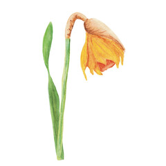 daffodil watercolor