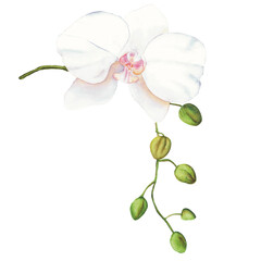 White orchid watercolor