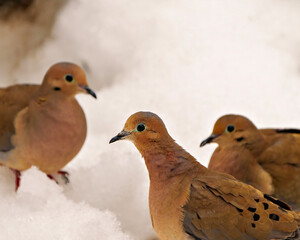 Mourning Dove Photo and Image.  Three dove standing on snow with a white background in their environment and habitat surrounding.