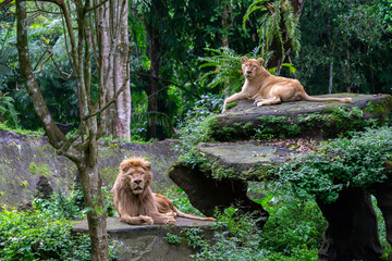 Naklejka premium The lion sits on a stone and looks away