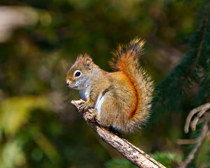 Naklejka na ściany i meble Squirrel Photo and Image. Close-up side view standing on a tree branch with a soft green forest background in its environment and habitat surrounding,