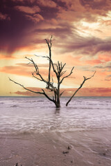 Surreal twisted dead trees at Driftwood Beach in South Carolina under a vibrate evening sky.