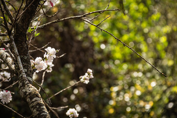 A close-up of a small grouping of pink flowers with the background blurry out in ambient light.