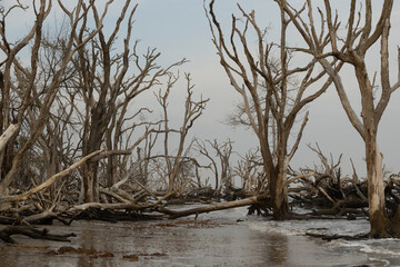 Twisted dead trees at Driftwood Beach in South Carolina under a dull, cloudy, evening sky.