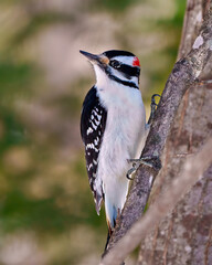 Woodpecker Photo and Image.  Male climbing a tree branch with a blur forest background in its environment and habitat surrounding.