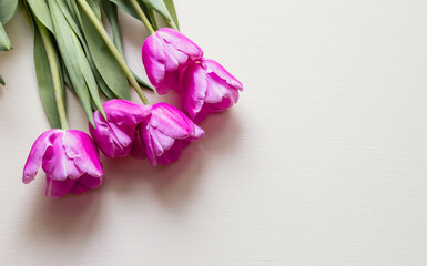 Spring flowers. Pink tulip on white background. Flat lay.