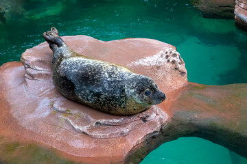 Obraz premium Common seal also known as Harbour seal, Hair seal or Spotted seal (Phoca vitulina) lying on a rock