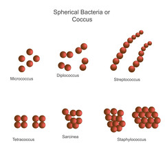Classification of bacteria on the basis of external morphology, spherical bacteria or coccus, micrococcus, dilpococcus, streptococcus, tetracoccus, sarcinea, staphylococcus, biology concept - obrazy, fototapety, plakaty