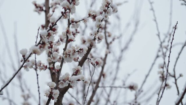 Apple tree blossom in garden under last early spring snow. Cold temperature, frost. Abnormal temperature. Consequences of climate change. High quality 4k footage