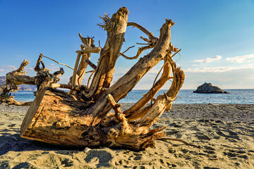 Fototapeta na wymiar Holzstamm mit Wurzeln am Strand mit Meer im Hintergrund