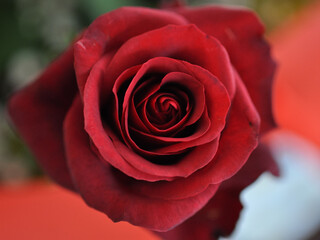 Naturel red rose with blur background