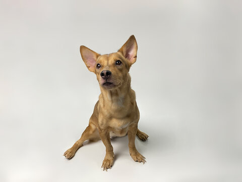 Mooping This dog is my best friend, Dog isolated on white background.