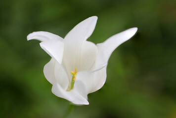 Neat and clean white colored Tulip flowerhead. Macro close-up photograph.