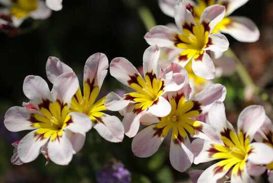 Wandflower (Sparaxis Ker Gawl, Sparaxis tricolor) flower heads. Close up macro photography.